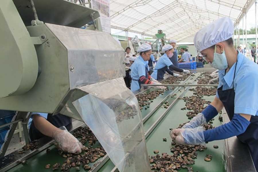 Doanh nghiệp chế biến hạt điều xuất khẩu chất lượng cao tại Việt Nam