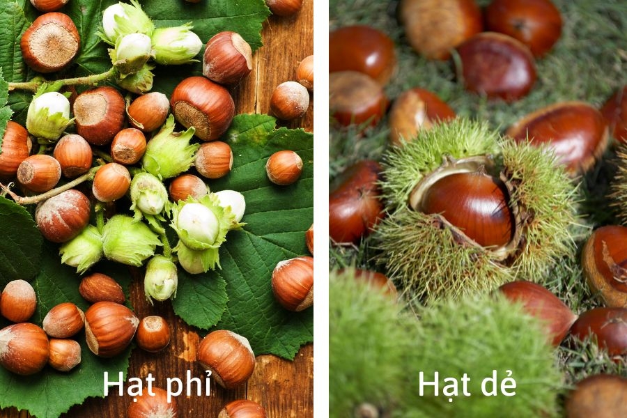 So sánh hạt phỉ (Hazelnut) và hạt dẻ